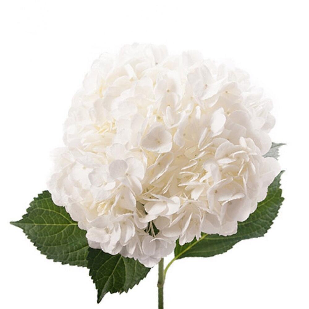 Белая гортензия в интерьере